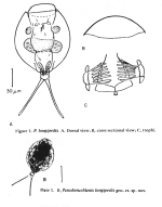 Pseudoeuchlanis longipedis - Original description image