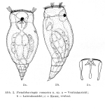 Pseudoharringia romanica - Original description image
