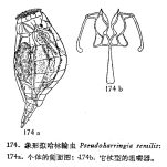 Pseudoharringia similis