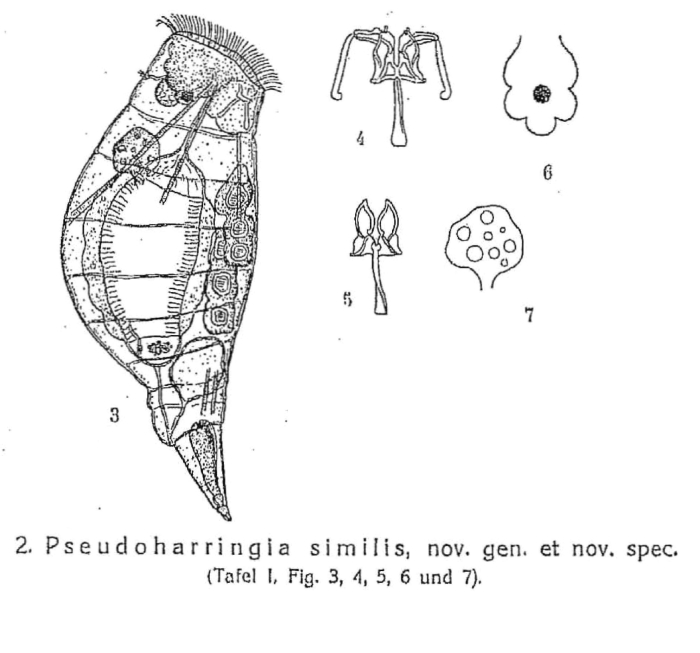 Pseudoharringia similis - Original description image