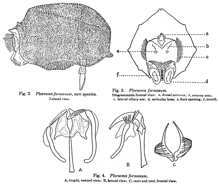 Pseudoploesoma formosum - Original description image