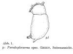 Pseudoploesoma greeni
