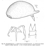Pseudoploesoma greeni
