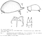 Pseudoploesoma greeni - Original description image