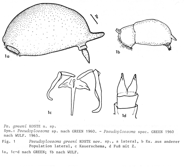 Pseudoploesoma greeni - Original description image