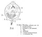 Pterodina calcaris - Original description image