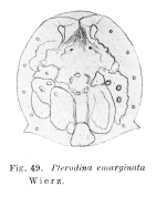 Pterodina emarginata