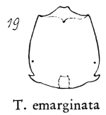 Pterodina emarginata