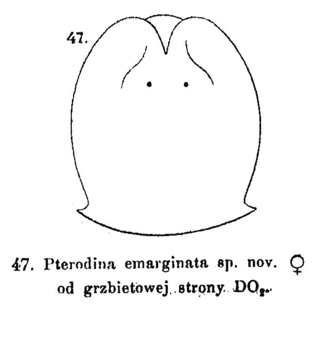 Pterodina emarginata - Original description image