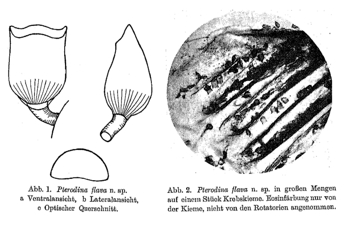 Pterodina flava - Original description image