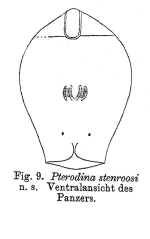 Pterodina stenroosi - Original description image
