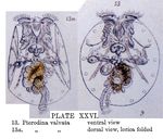 Pterodina valvata