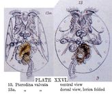 Pterodina valvata