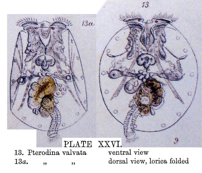 Pterodina valvata Pterodina valvata