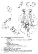 Pterodina valvata - Original description image