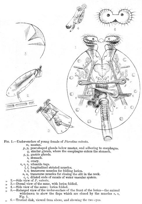 Pterodina valvata - Original description image