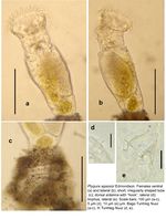 Ptygura agassizi
