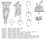 Ptygura agassizi - Original description image