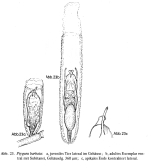 Ptygura barbata