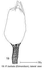 Ptygura barbata