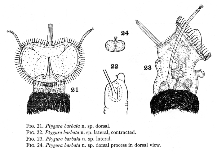 Ptygura barbata