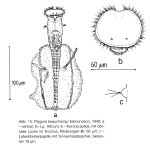 Ptygura beauchampi