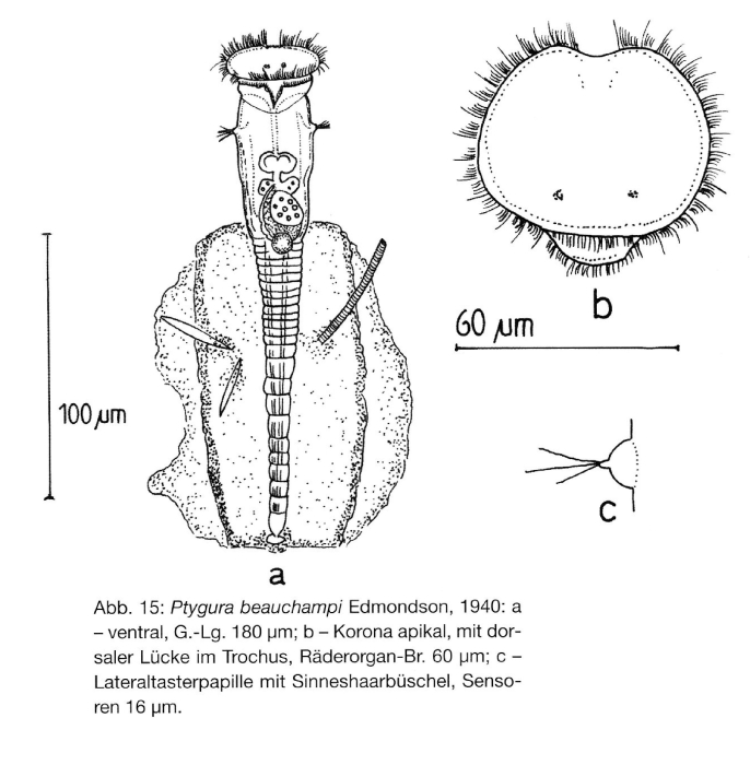 Ptygura beauchampi