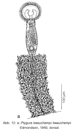 Ptygura beauchampi