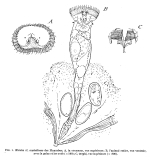 Ptygura beauchampi