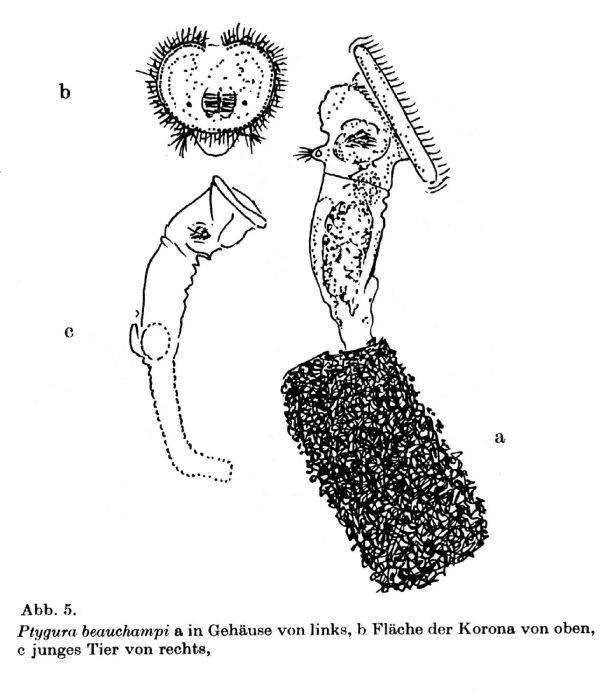 Ptygura beauchampi