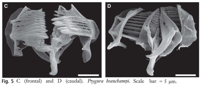 Ptygura beauchampi