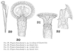 Ptygura beauchampi