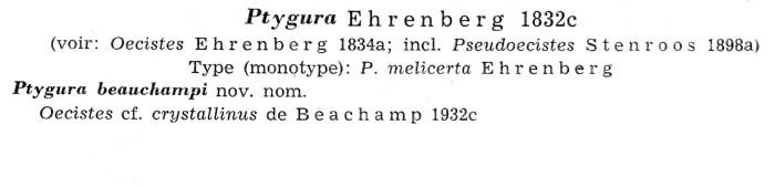 Ptygura beauchampi - Original description image