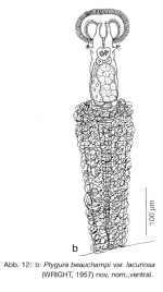 Ptygura beauchampi var. lacunosa