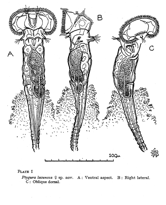 Ptygura beauchampi var. lacunosa Ptygura beauchampi var. lacunosa