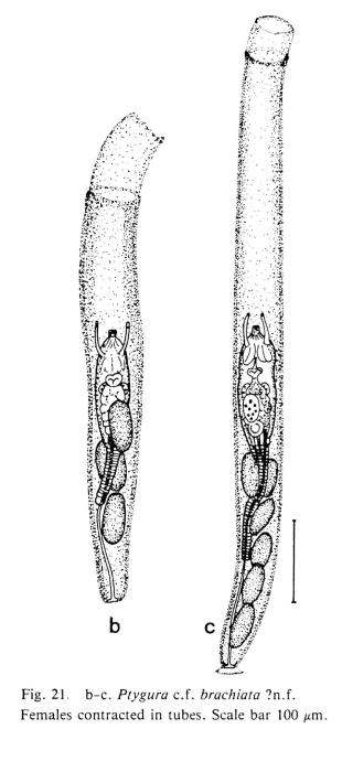 Ptygura brachiata Ptygura brachiata