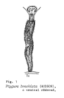 Ptygura brachiata