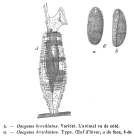 Ptygura brachiata