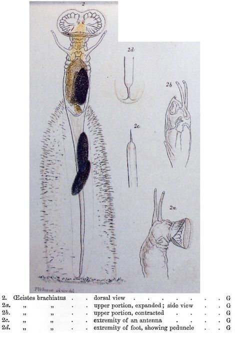 Ptygura brachiata - Original description image