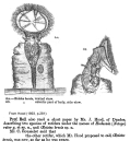 Ptygura brevis