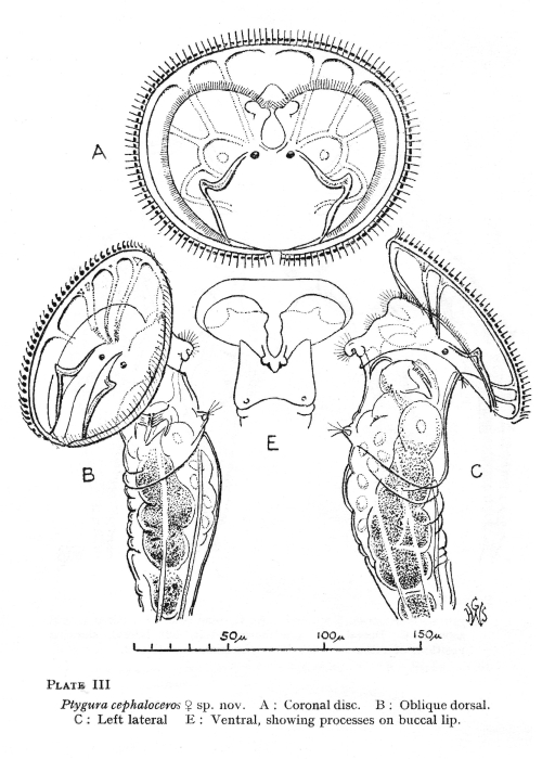 Ptygura cephaloceros - Original description image