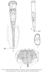 Ptygura cephaloceros grandis