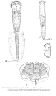 Ptygura cephaloceros grandis