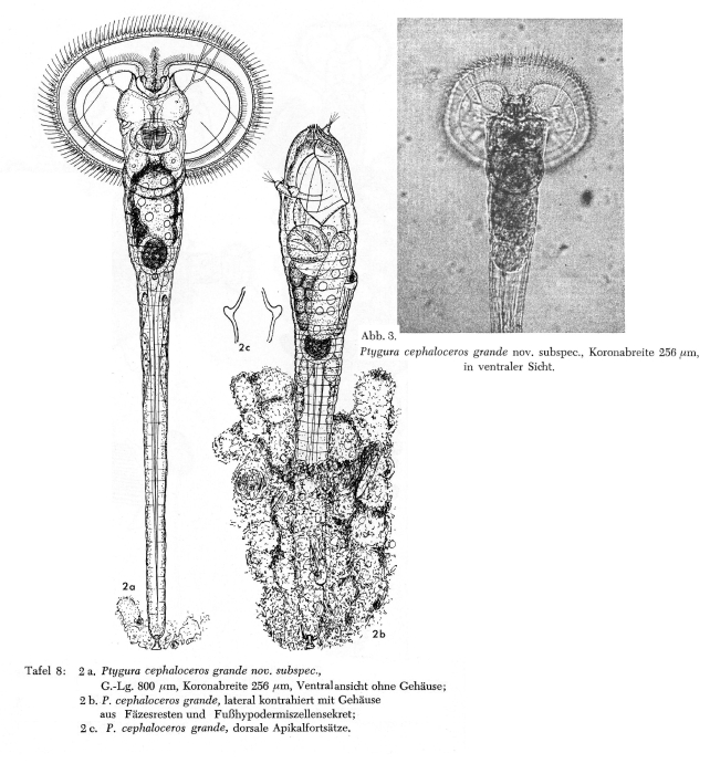 Ptygura cephaloceros grandis Ptygura cephaloceros grandis