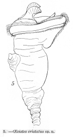 Ptygura cristata - Original description image