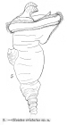 Ptygura cristata