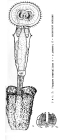 Ptygura crystallina