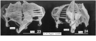 Ptygura crystallina