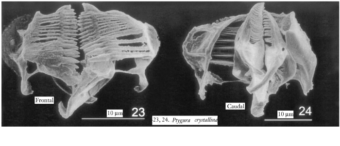 Ptygura crystallina Ptygura crystallina