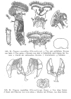 Ptygura crystallina